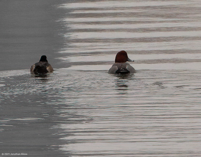 Redhead - ML308112011
