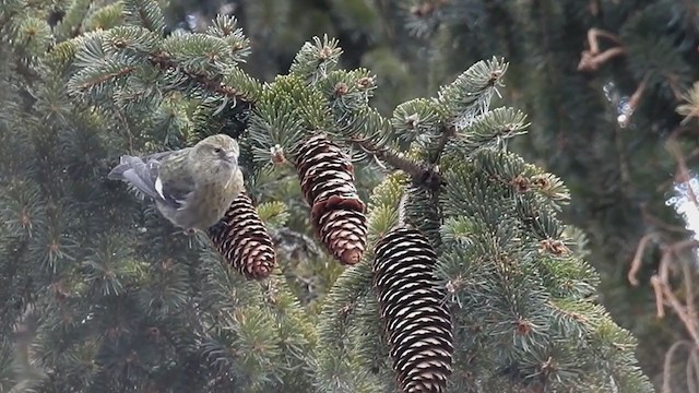 White-winged Crossbill - ML308113361