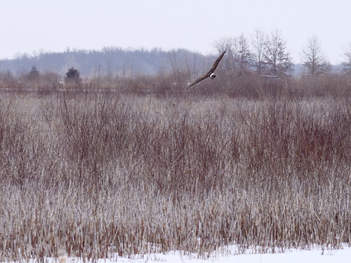 Northern Harrier - Valerie Gebert