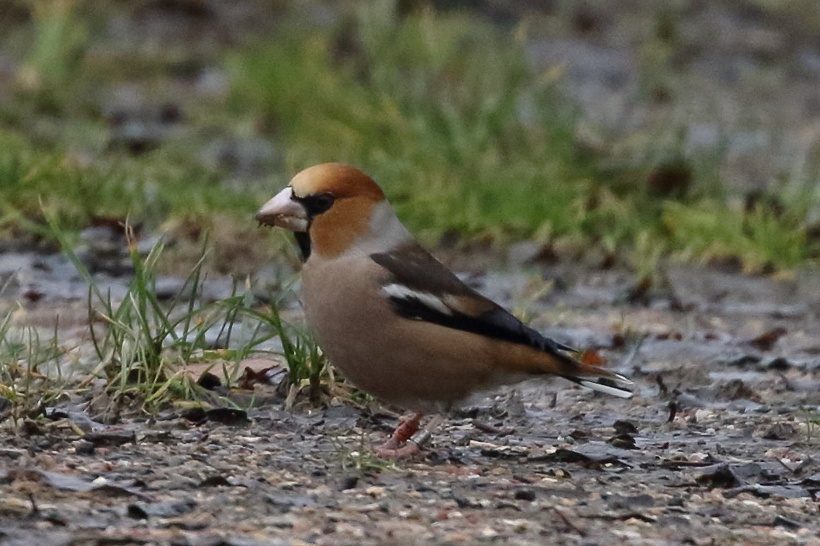 Hawfinch - Roly Pitts