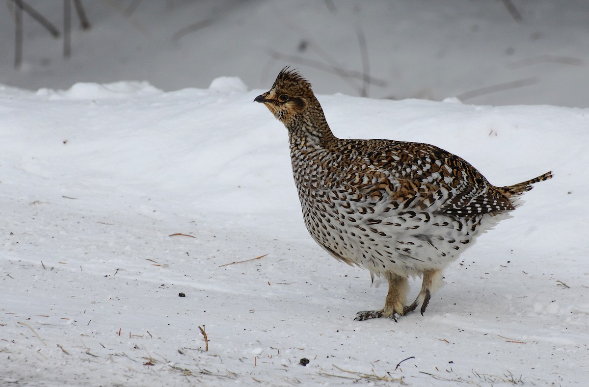 Sharp-tailed Grouse - ML30812391