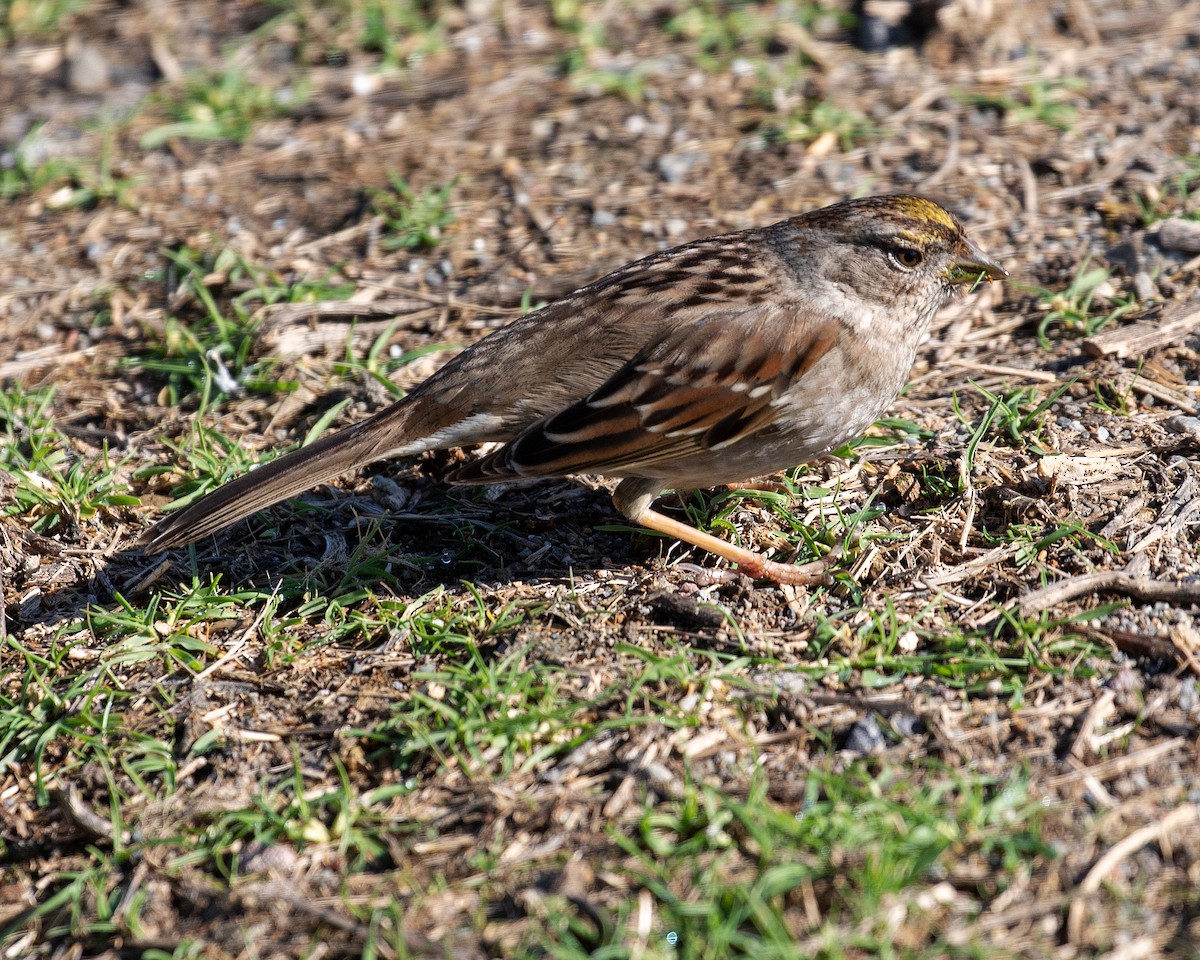 Golden-crowned Sparrow - ML308124081