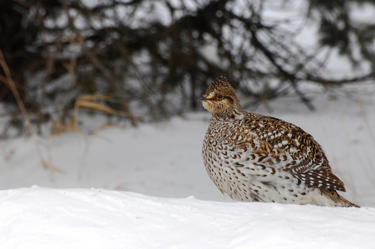 Sharp-tailed Grouse - ML30812431