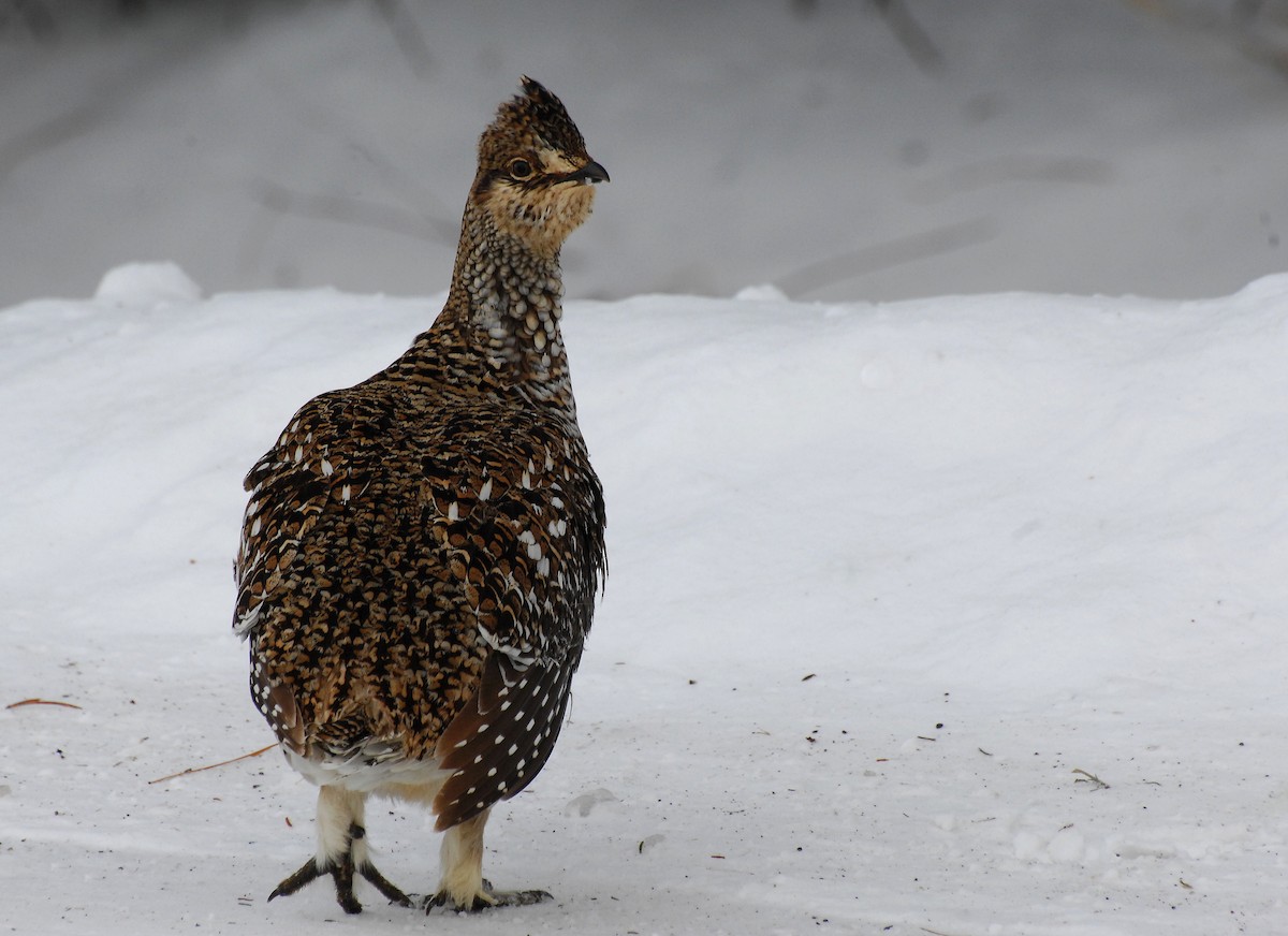 Sharp-tailed Grouse - ML30812441