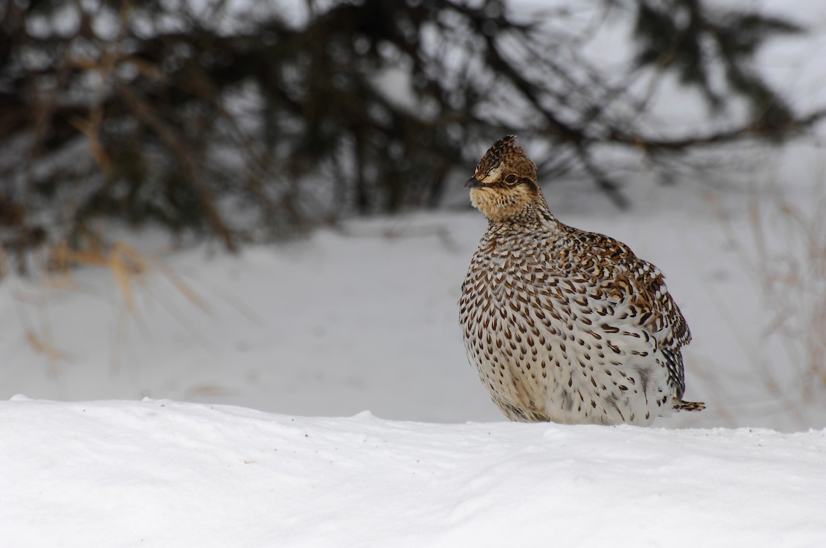 Sharp-tailed Grouse - ML30812461