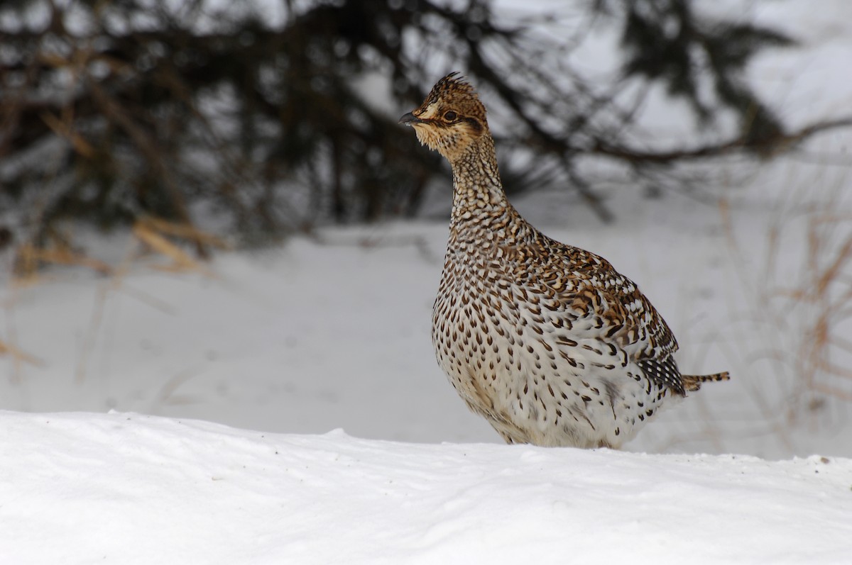 Sharp-tailed Grouse - ML30812471