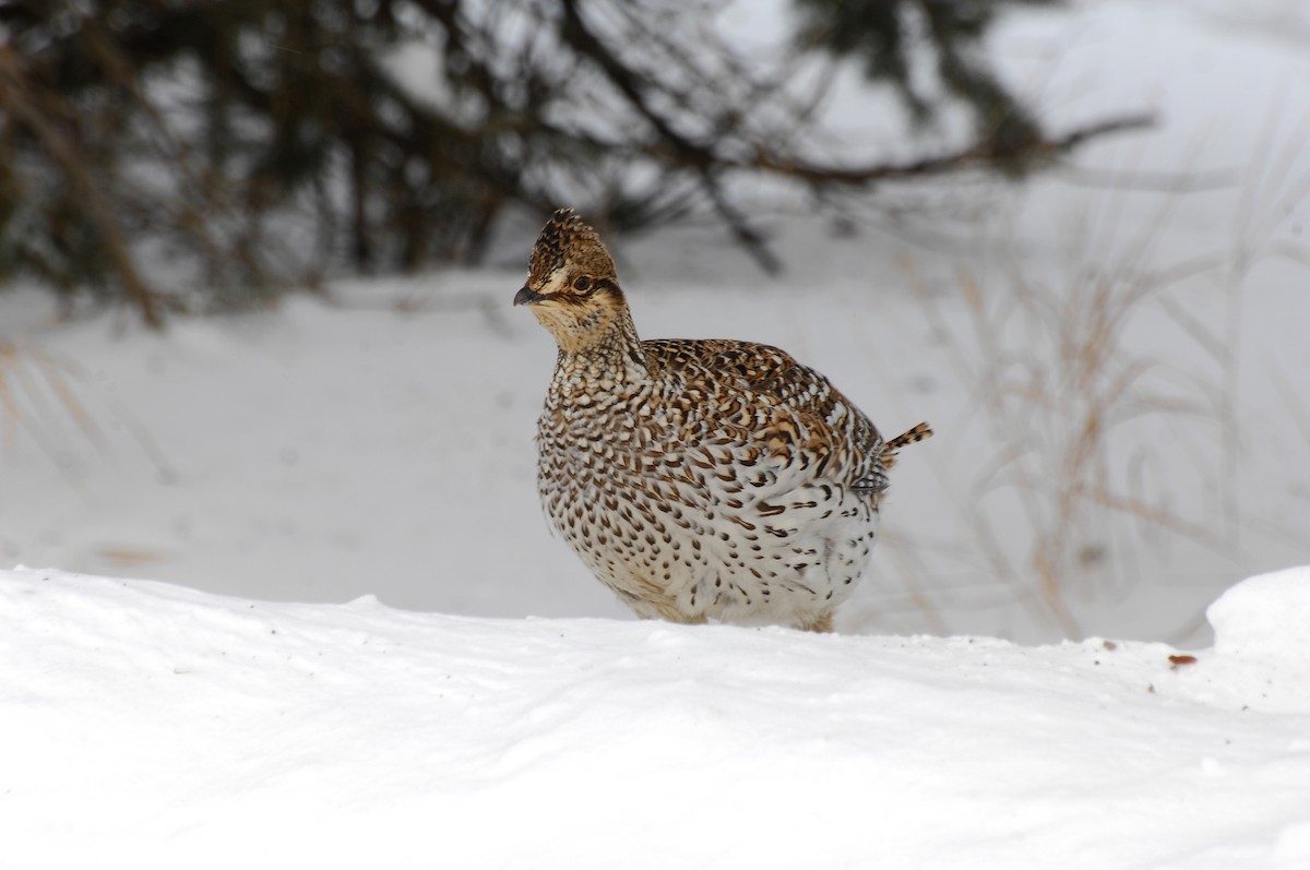 Sharp-tailed Grouse - ML30812511