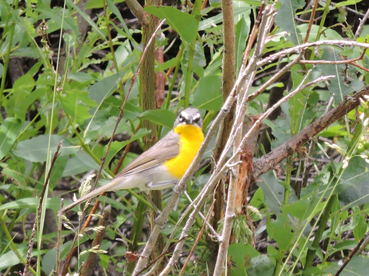 Yellow-breasted Chat - ML30812521