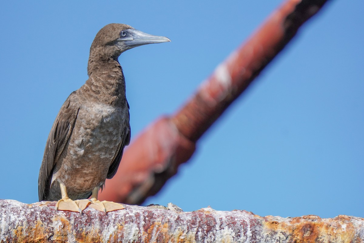 Brown Booby - ML308126171