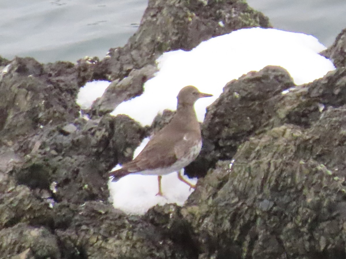 Surfbird - ML308126231