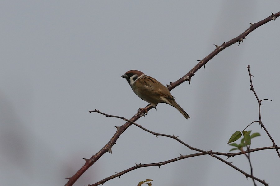 Eurasian Tree Sparrow, Tyttenhanger Gravel Pits