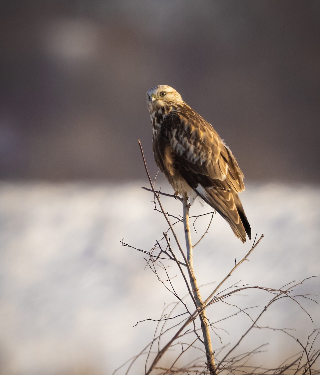Rough-legged Hawk - ML308126461