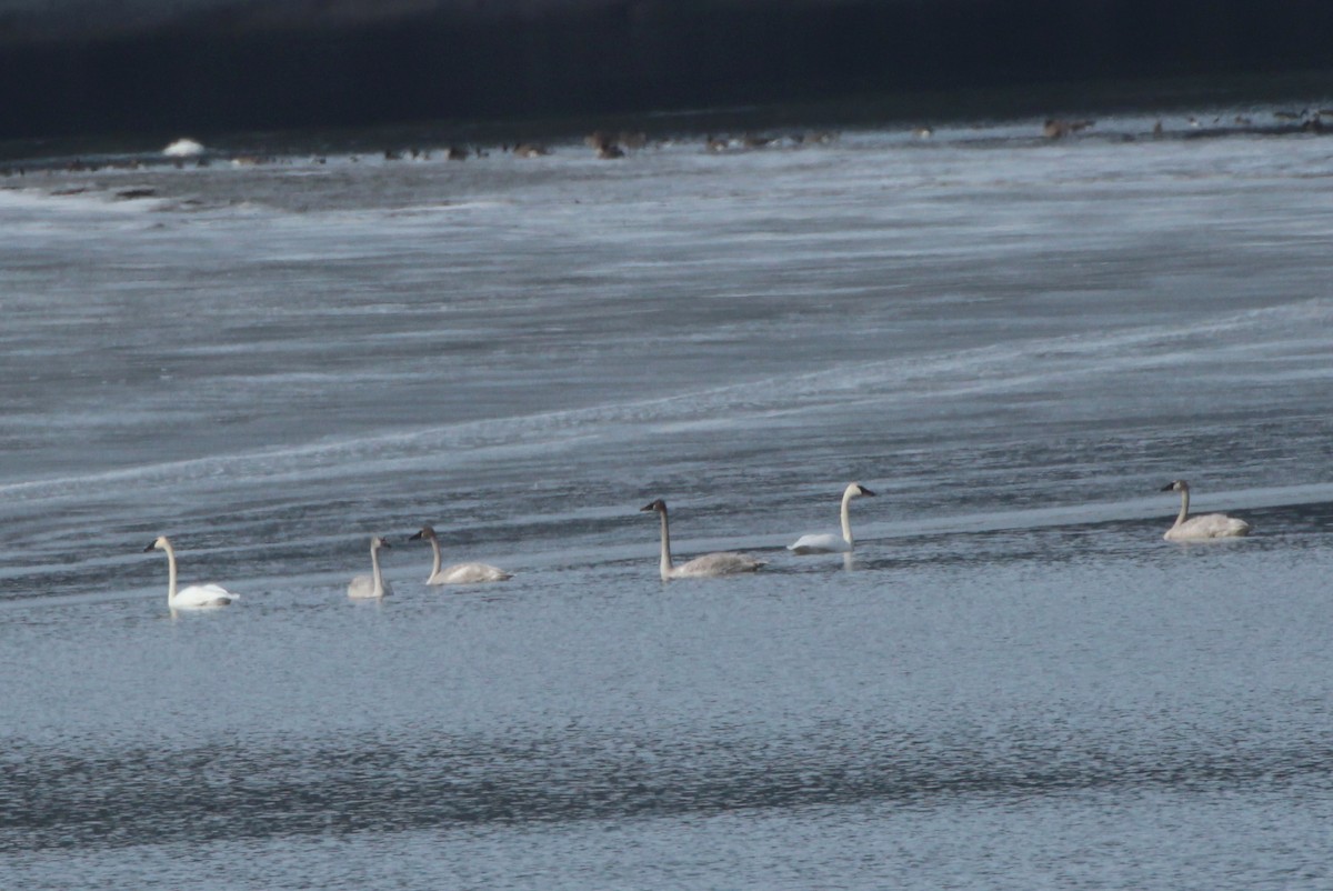 Trumpeter Swan - ML308126601