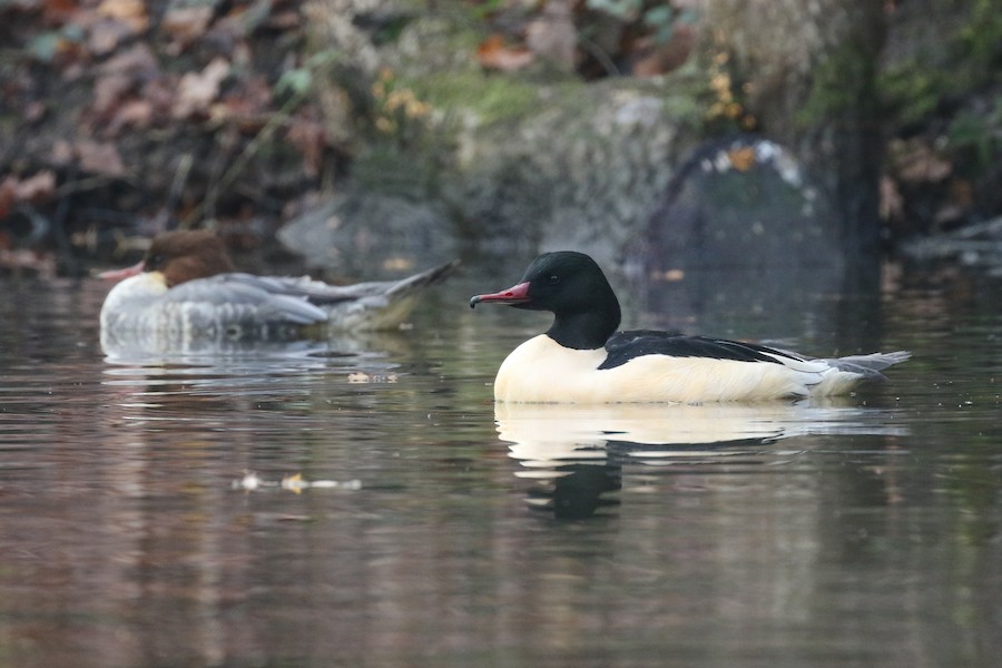 Goosander, Forty Hall Country Park