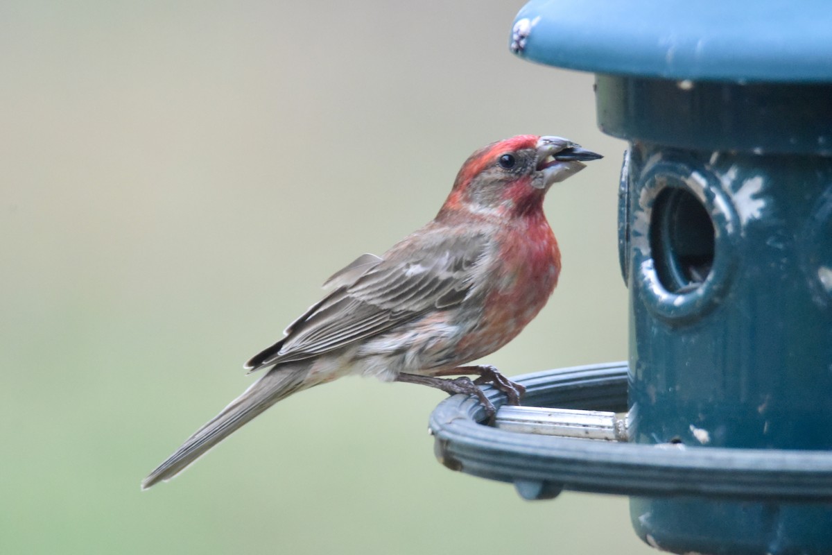Purple Finch - ML308129521