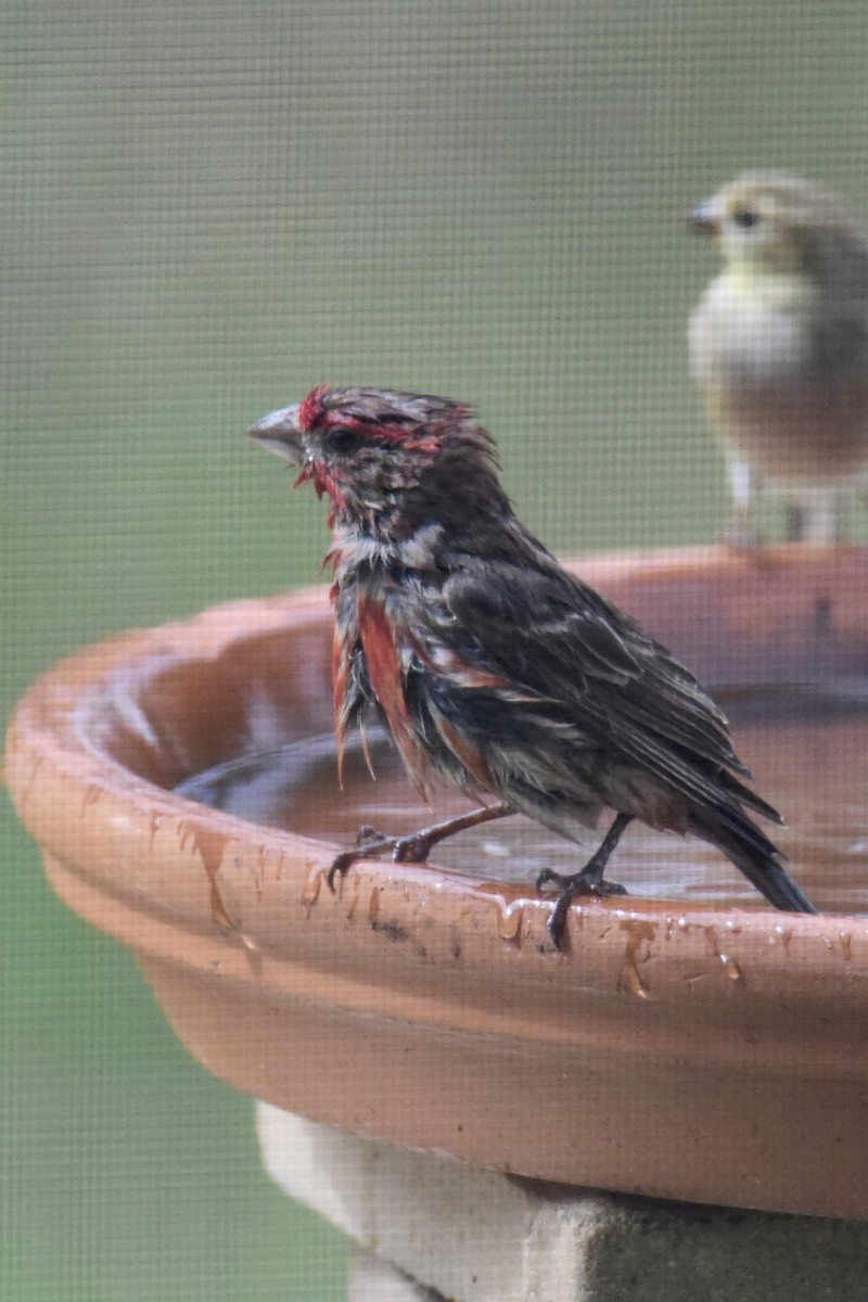 Purple Finch - ML308129621