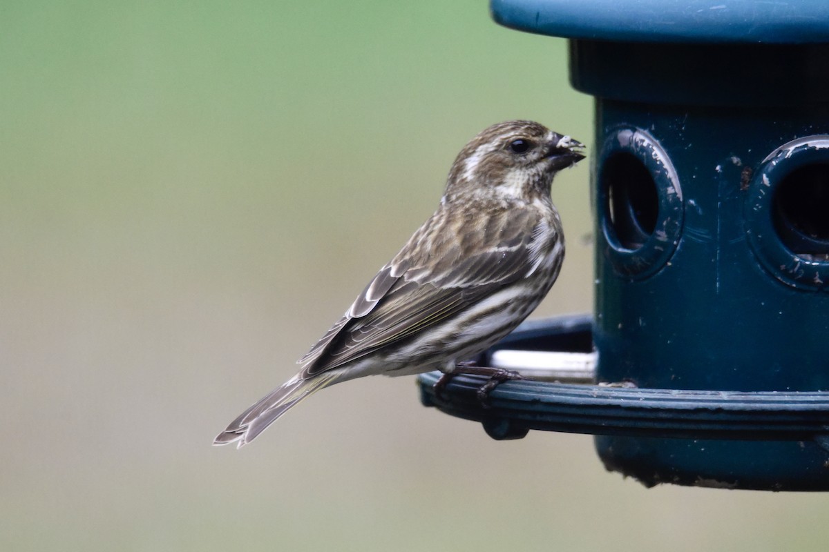 Purple Finch - ML308129761