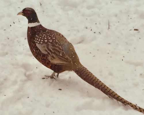 Ring-necked Pheasant - ML308130641