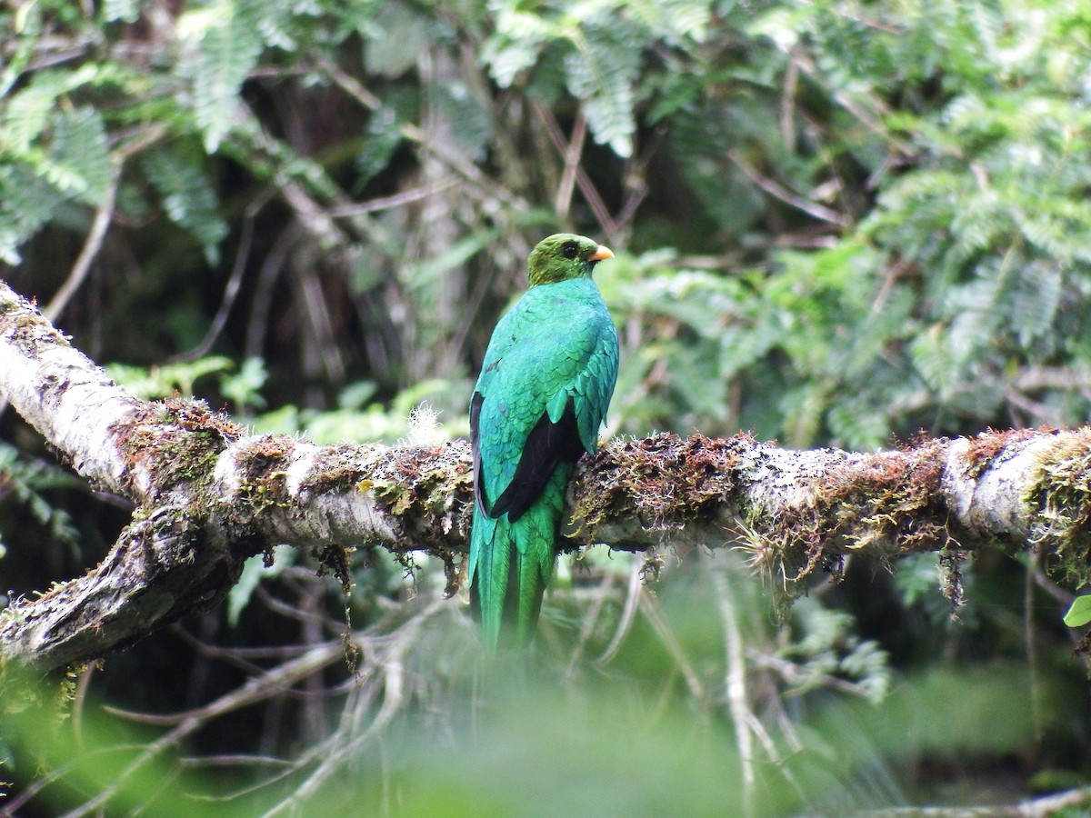 Golden-headed Quetzal - D HARVEY
