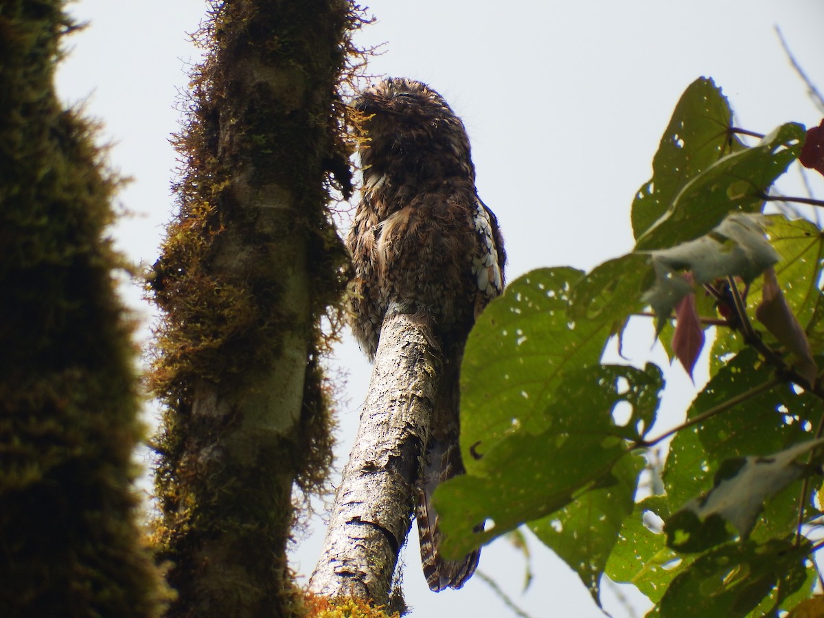 Andean Potoo - D HARVEY