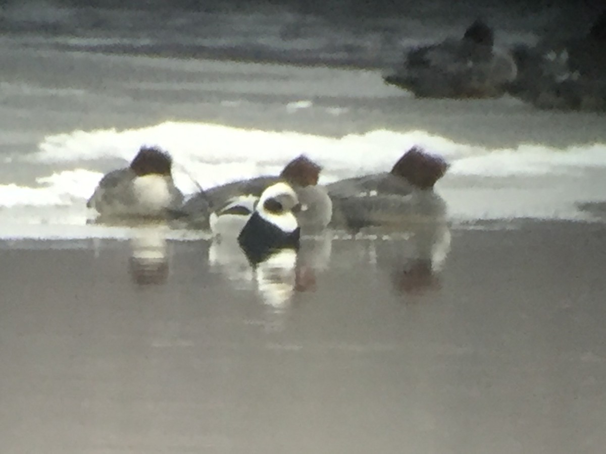 Long-tailed Duck - ML308132371