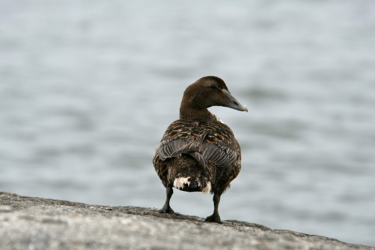 Common Eider - ML308133371