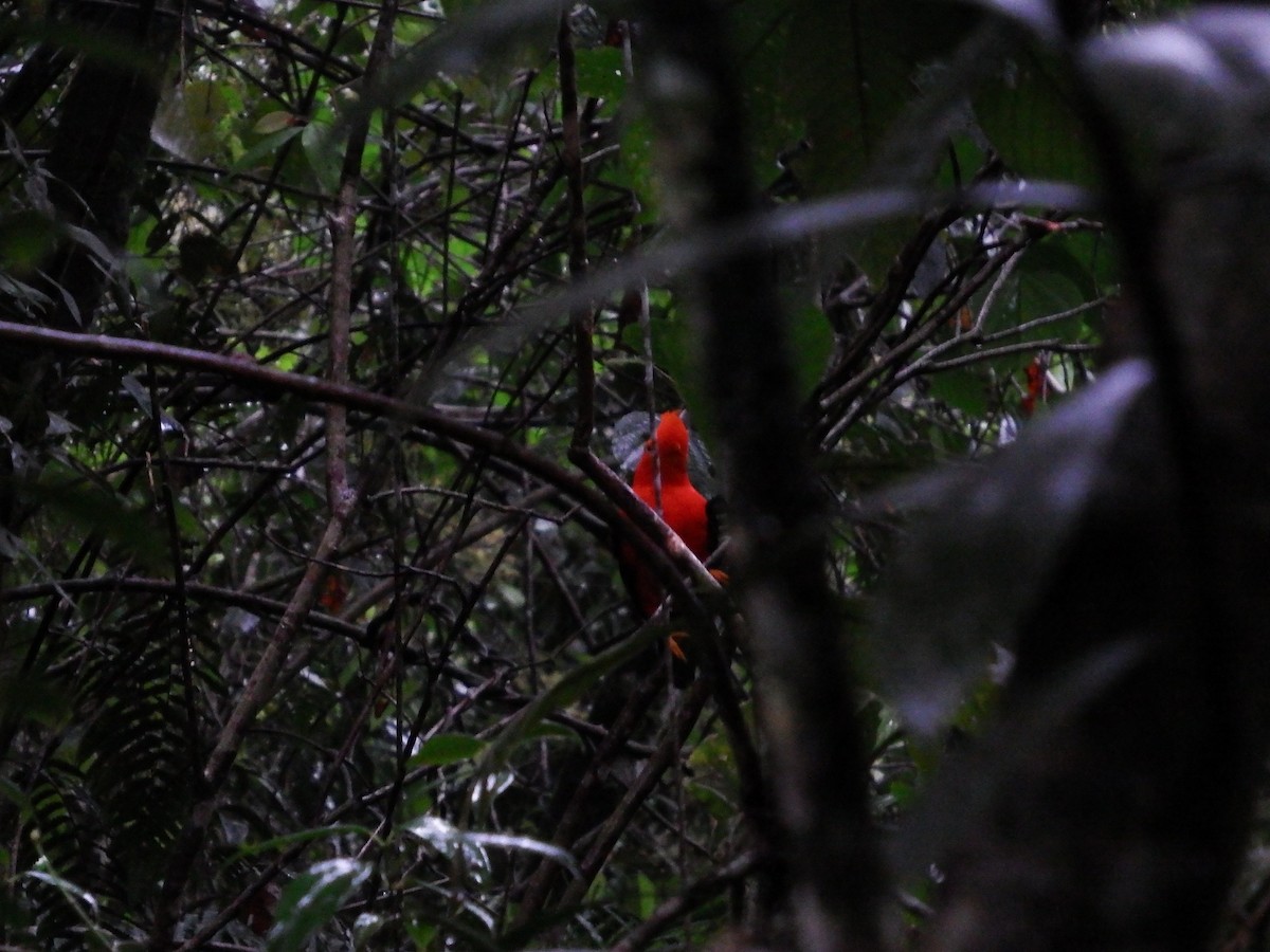 Andean Cock-of-the-rock - D HARVEY