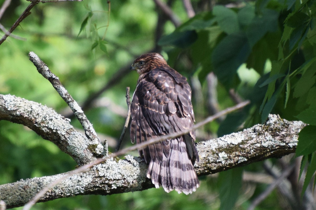 Cooper's Hawk - ML30813411