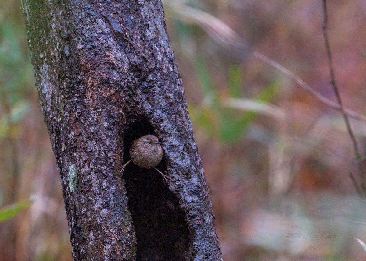 Winter Wren - ML308136571