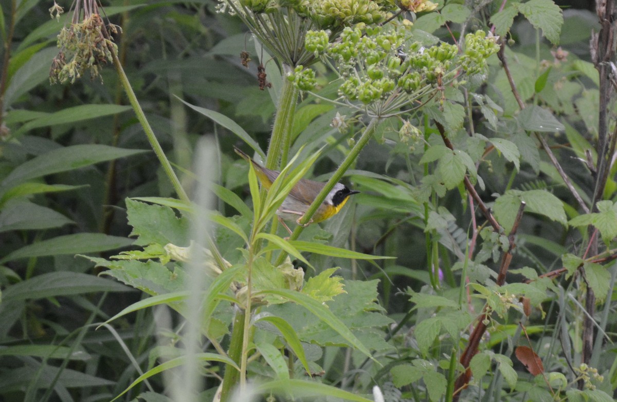 Common Yellowthroat - ML30813661