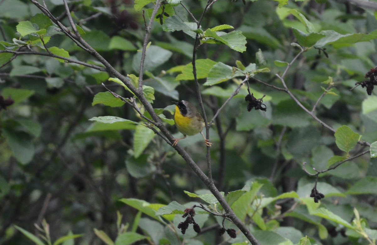 Common Yellowthroat - ML30813671