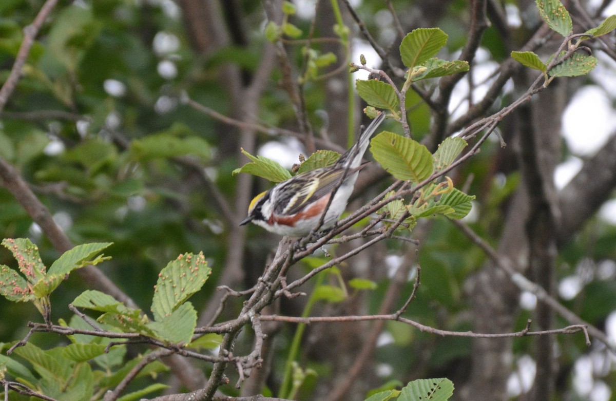 Chestnut-sided Warbler - ML30813741