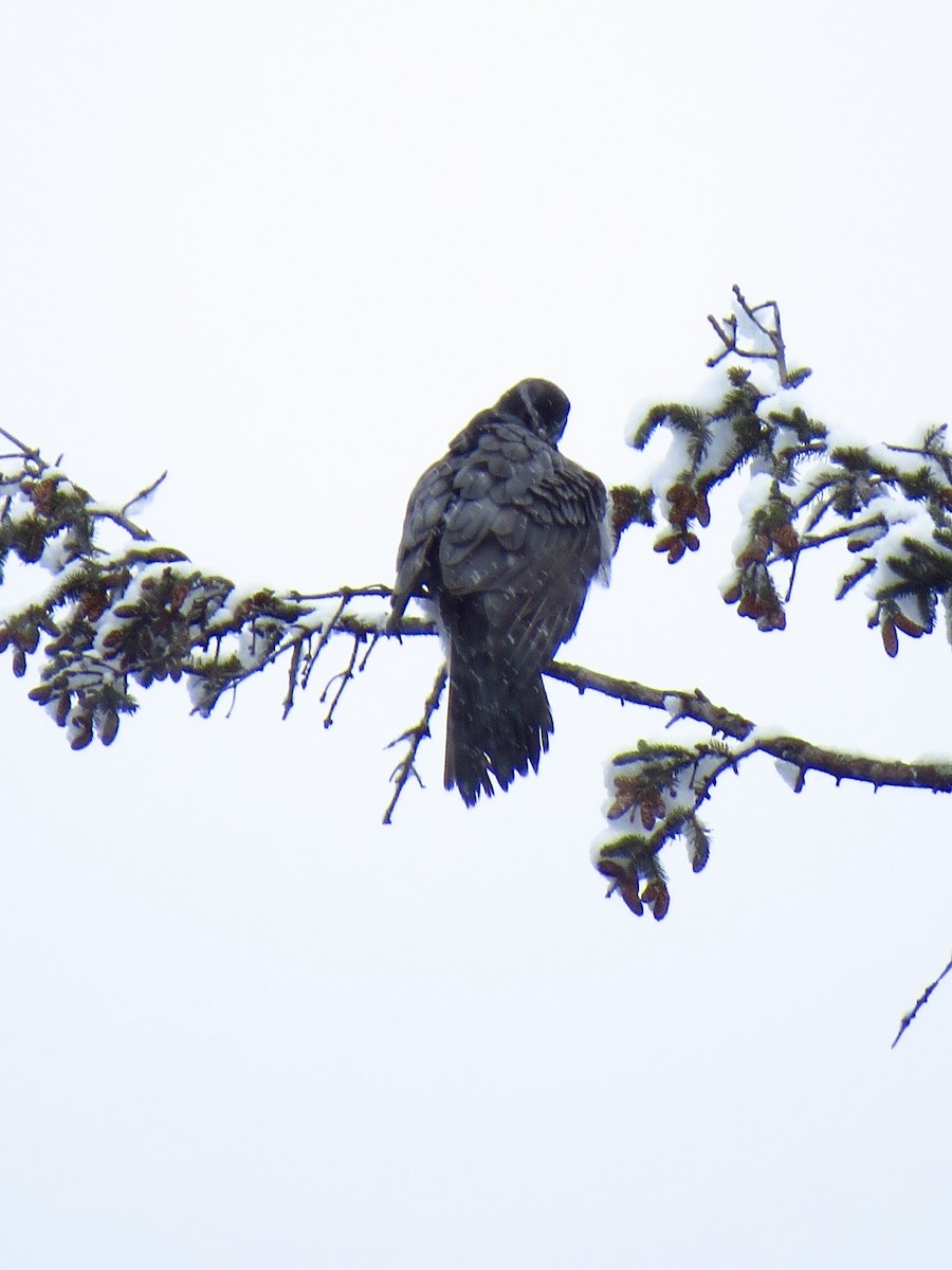 American Goshawk - Chris Dale