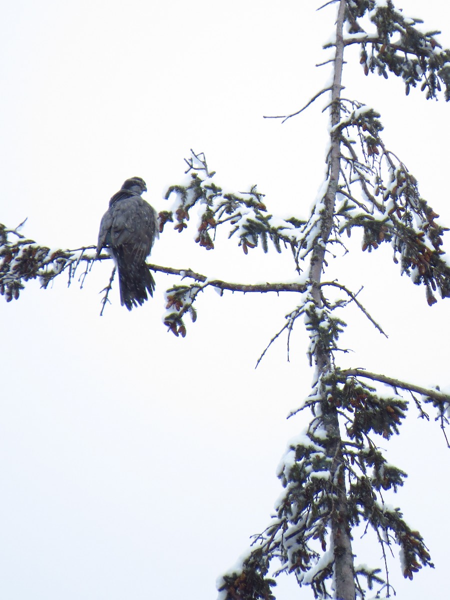 American Goshawk - ML308138641