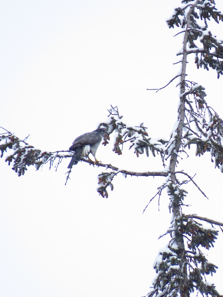 American Goshawk - ML308138651