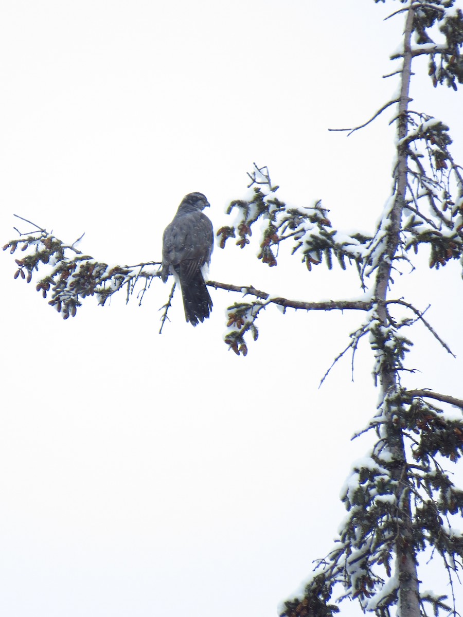 American Goshawk - ML308138671