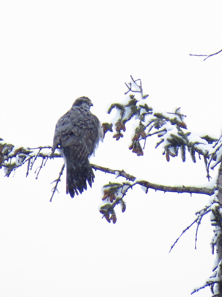 American Goshawk - ML308138721