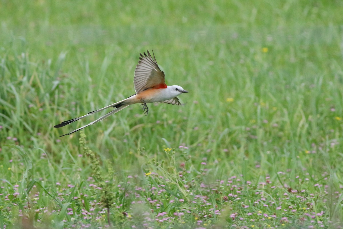 Scissor-tailed Flycatcher - Michael O'Brien
