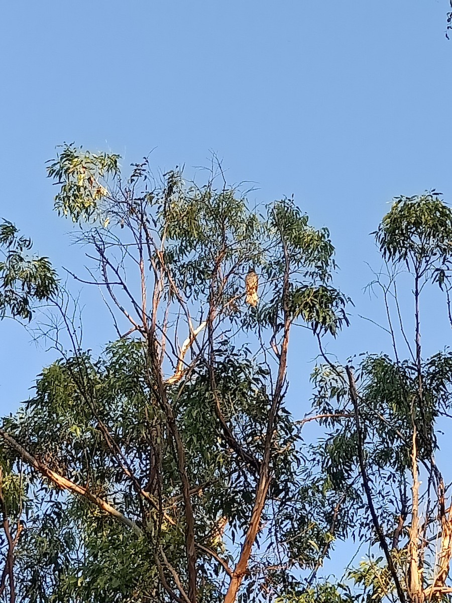 Brown Goshawk - ML308143771