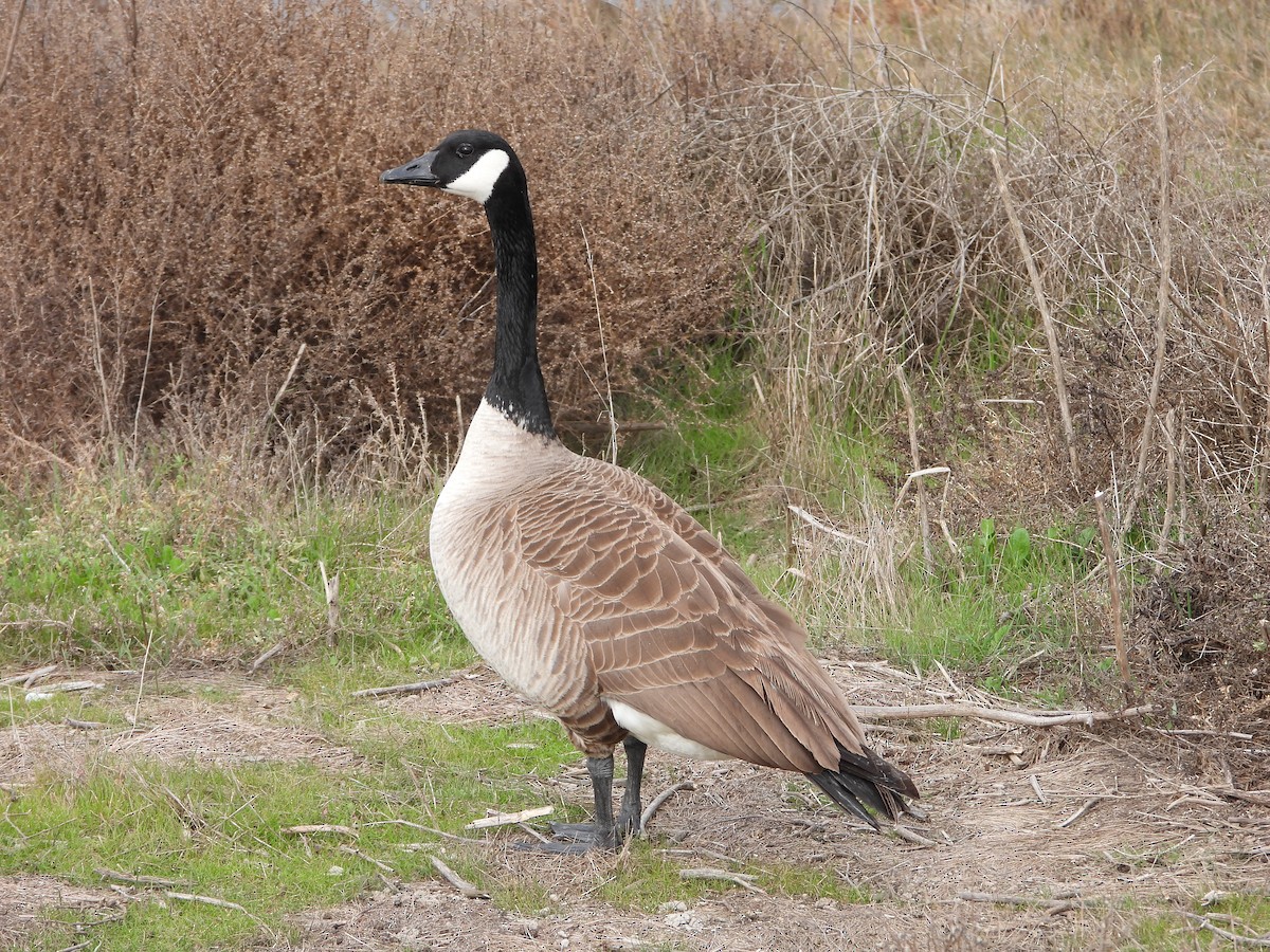 Barnacla Canadiense Grande - ML308143841