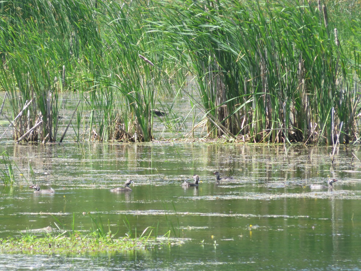 Pied-billed Grebe - ML30814851