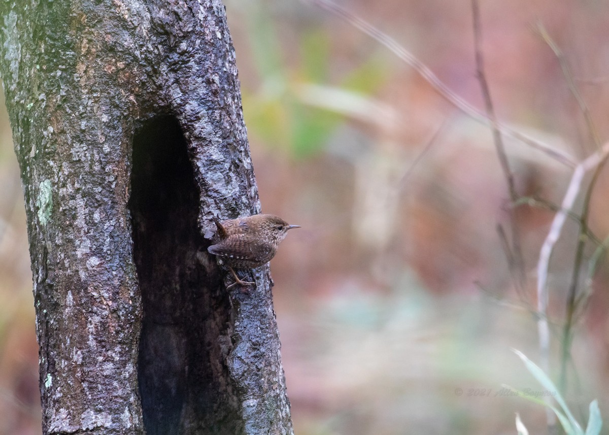 Winter Wren - ML308151481