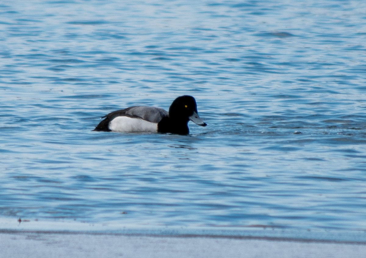 Greater Scaup - ML308154991