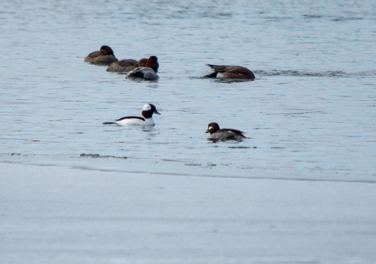 Bufflehead - ML308155281