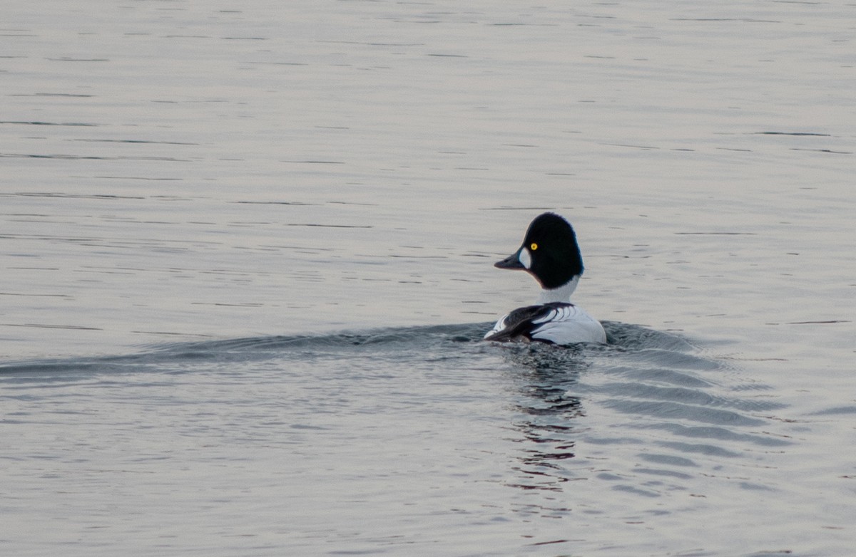 Common Goldeneye - ML308155331