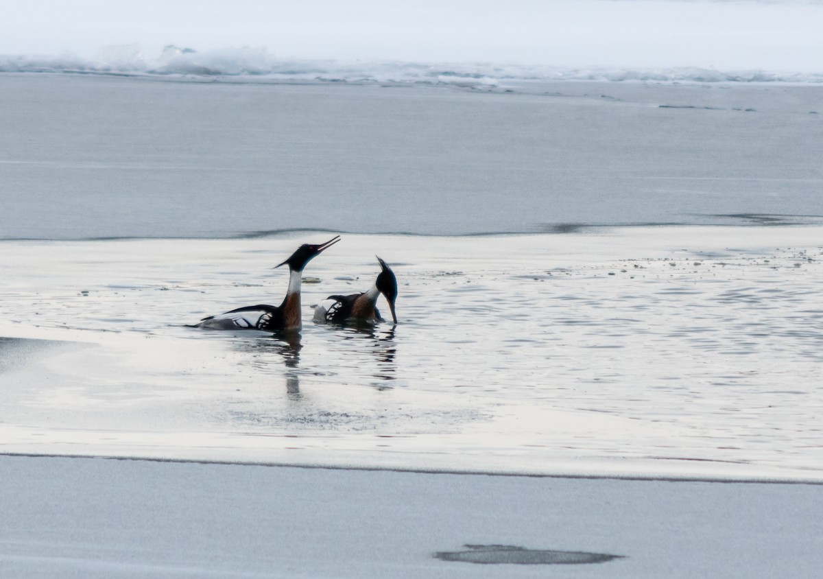 Red-breasted Merganser - ML308155431