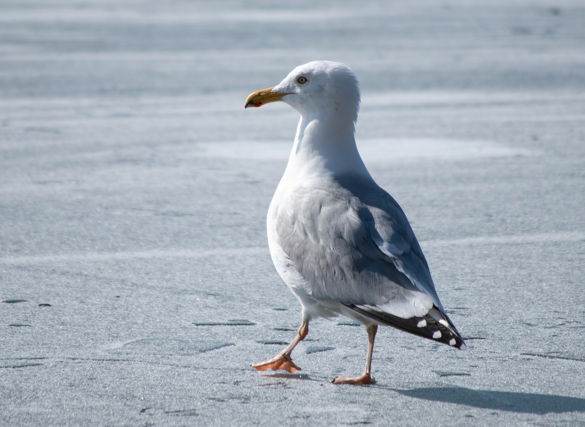 Herring Gull (American) - ML308155601