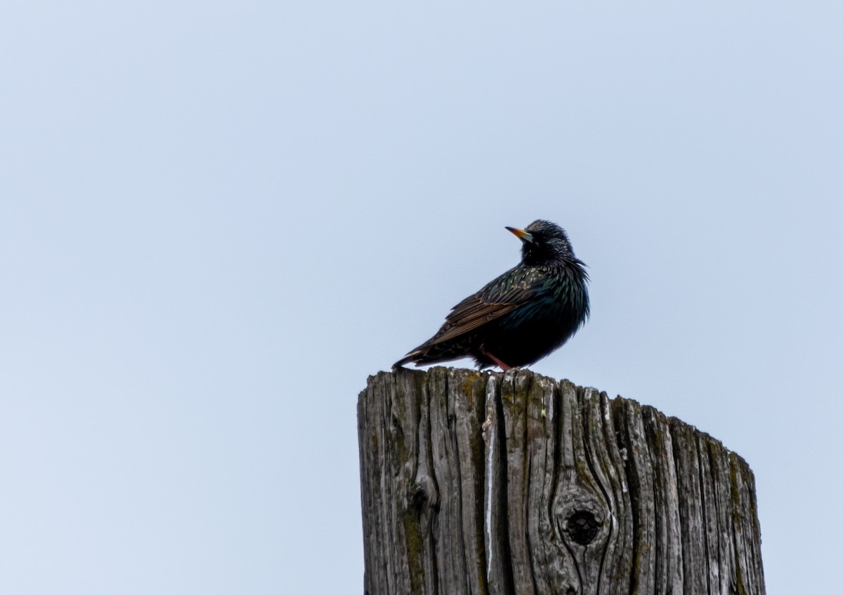 European Starling - ML308155671