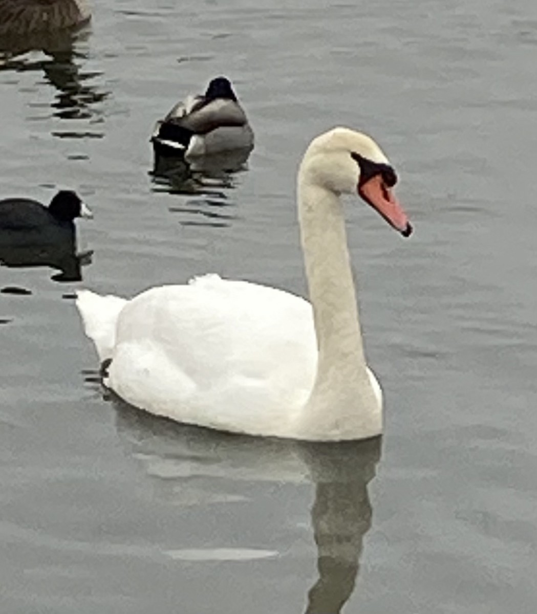Mute Swan - ML308155721