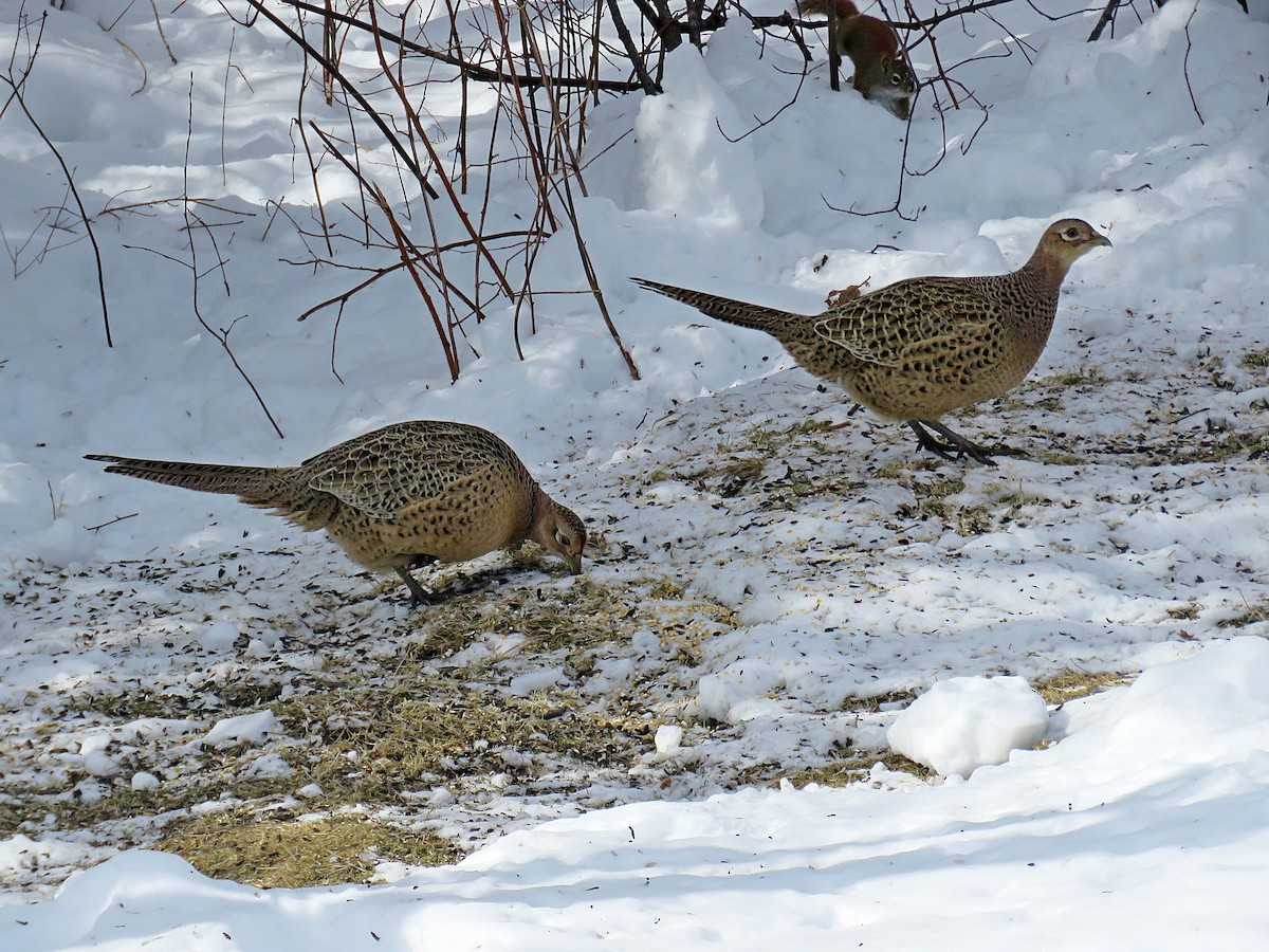 Ring-necked Pheasant - ML308155751